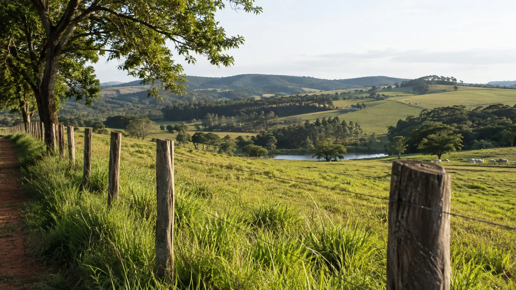 Quanto vale um hectare em Timburi, SP? Como analisar a propriedade