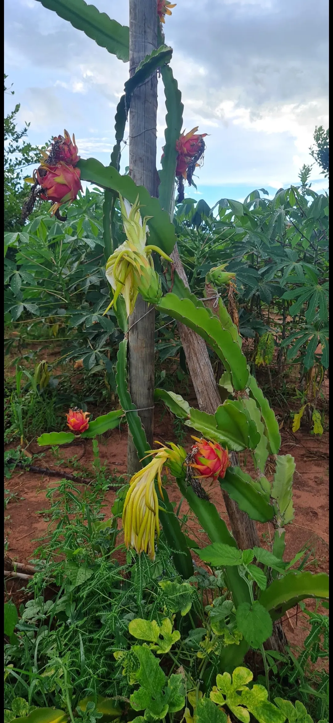 Chácara à venda de 4.000 m² em Macedônia, SP, Brasil