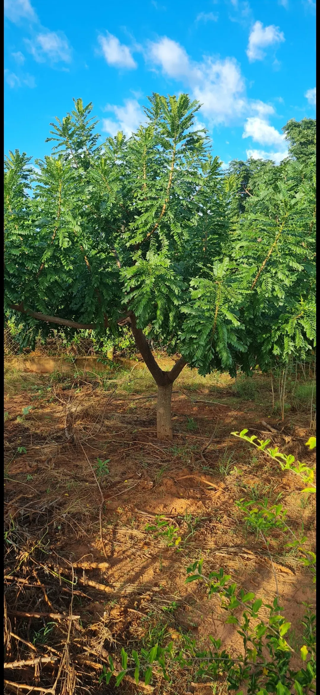 Chácara à venda de 4.000 m² em Macedônia, SP, Brasil