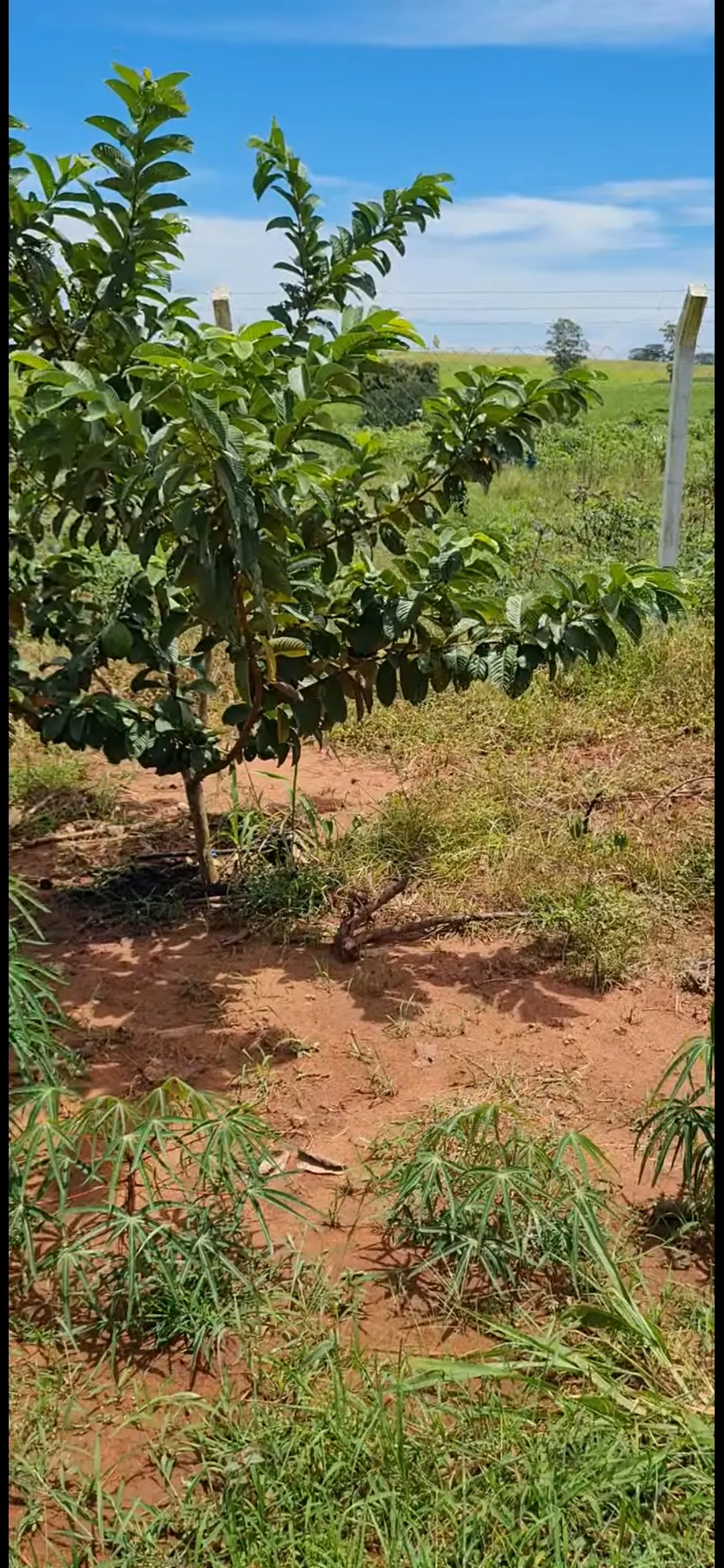 Chácara à venda de 4.000 m² em Macedônia, SP, Brasil