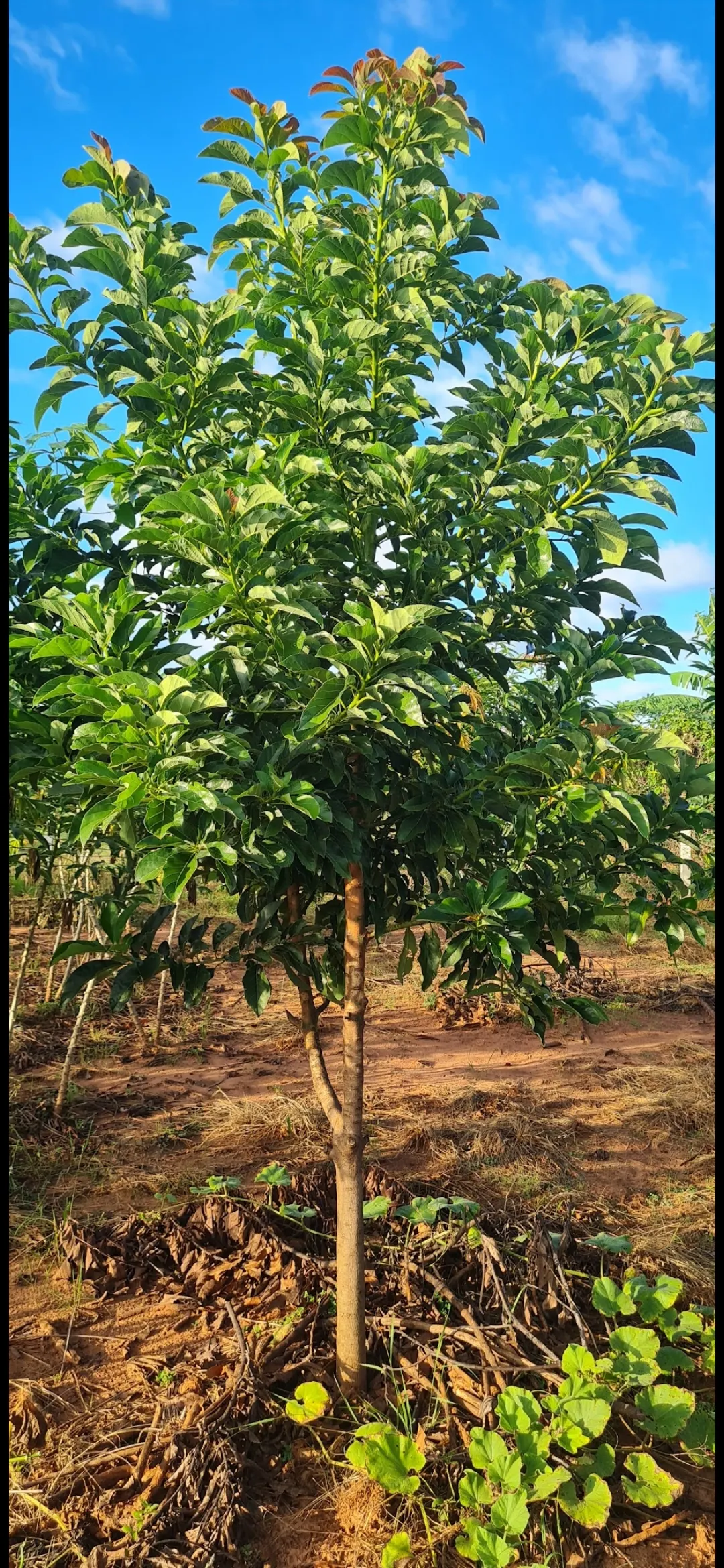 Chácara à venda de 4.000 m² em Macedônia, SP, Brasil
