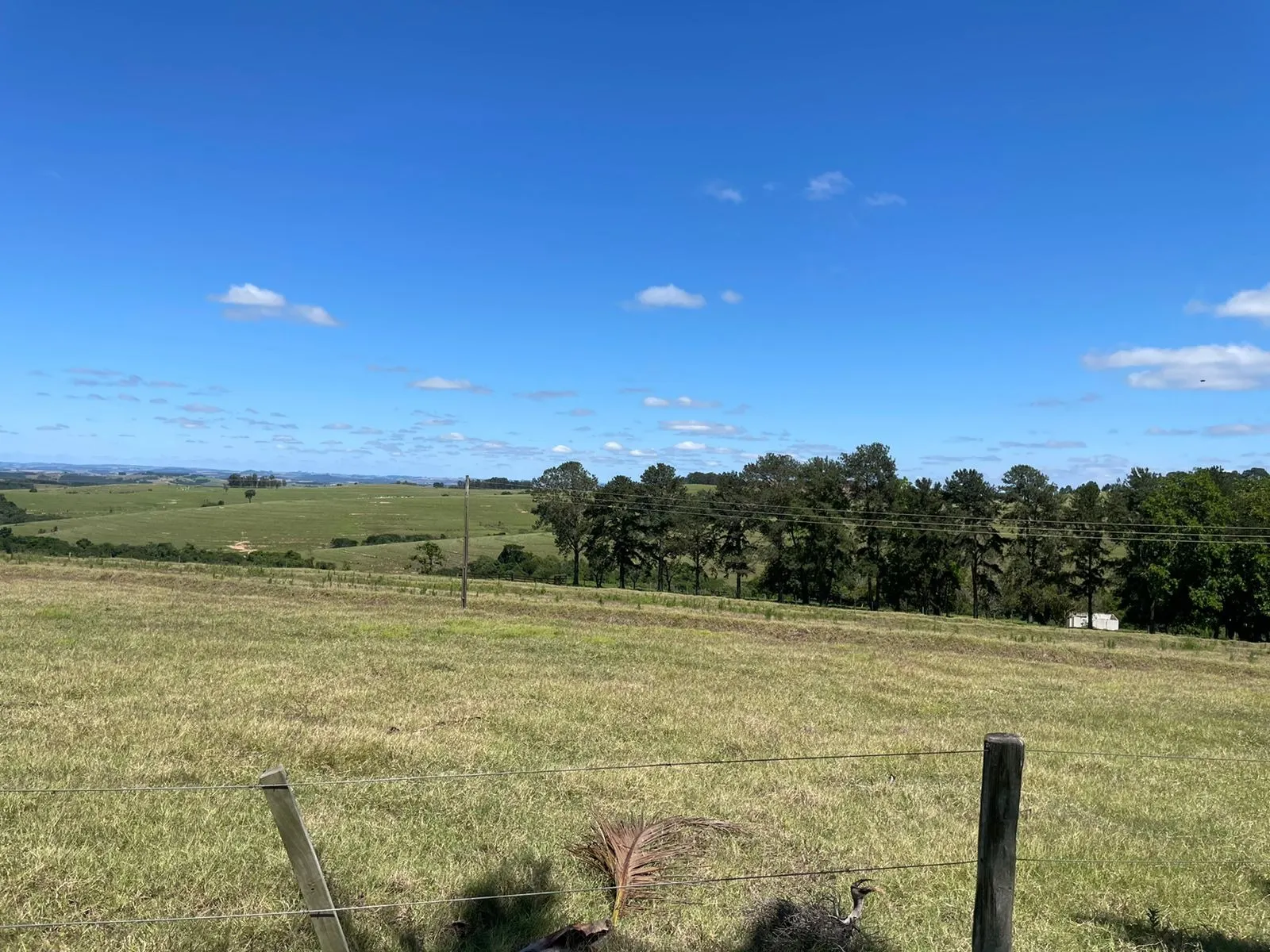 Fazenda à venda de 690 ha em Riversul, SP, Brasil