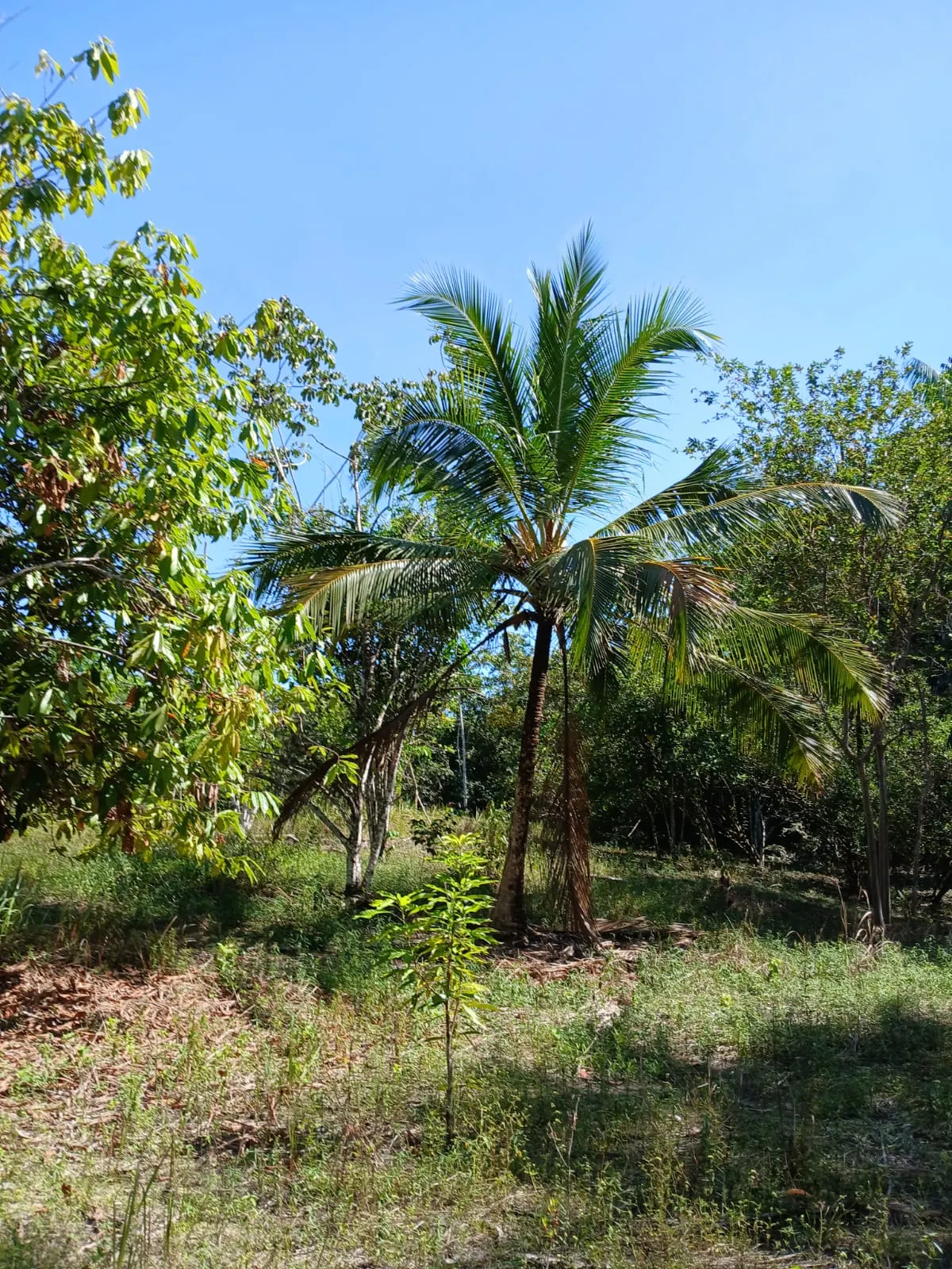 Sítio à venda de 8 ha em Bujaru, PA, Brasil