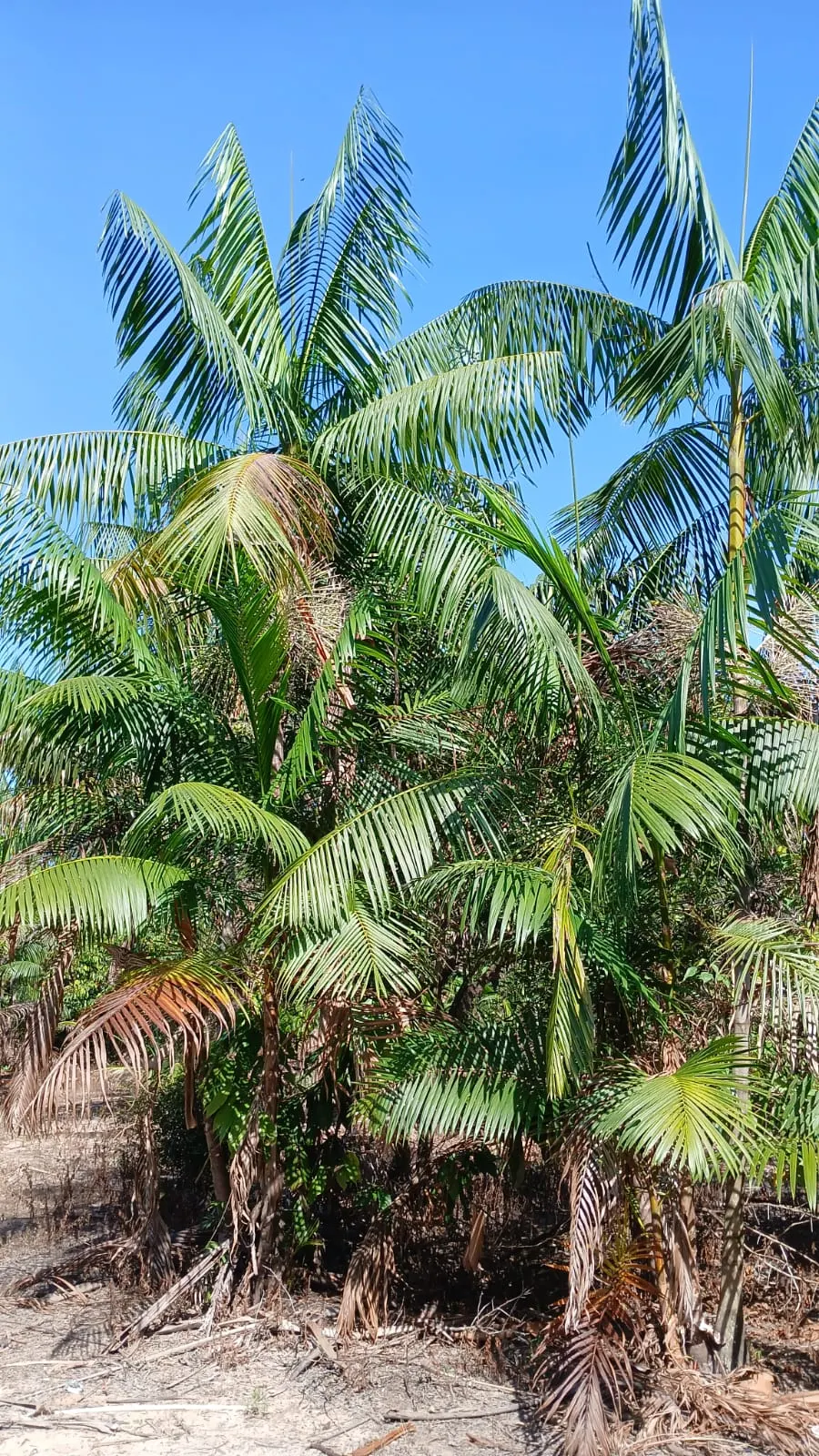 Sítio à venda de 8 ha em Bujaru, PA, Brasil