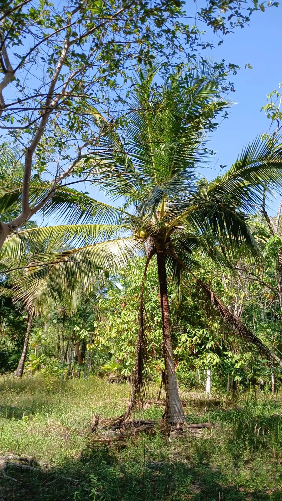 Sítio à venda de 8 ha em Bujaru, PA, Brasil