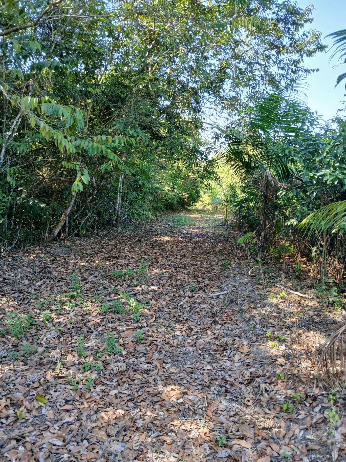 Sítio à venda de 8 ha em Bujaru, PA, Brasil