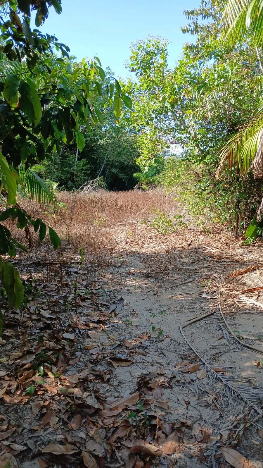 Sítio à venda de 8 ha em Bujaru, PA, Brasil