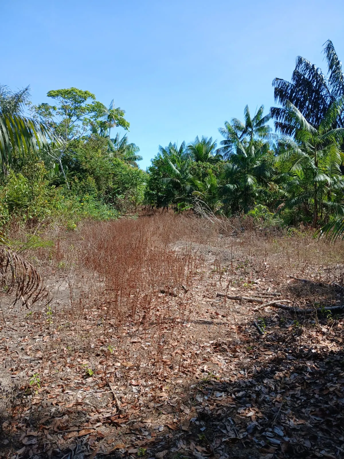 Sítio à venda de 8 ha em Bujaru, PA, Brasil