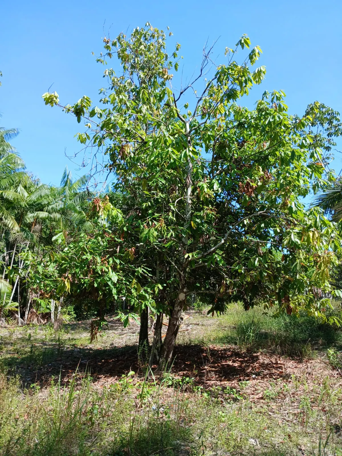 Sítio à venda de 8 ha em Bujaru, PA, Brasil