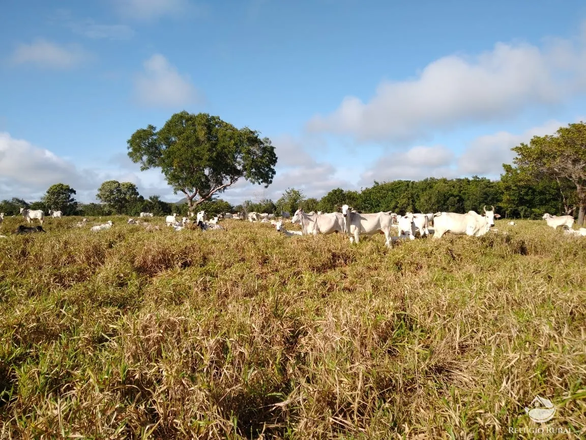 Fazenda à venda de 19.819 ha em Paraíso do Tocantins, TO, Brasil