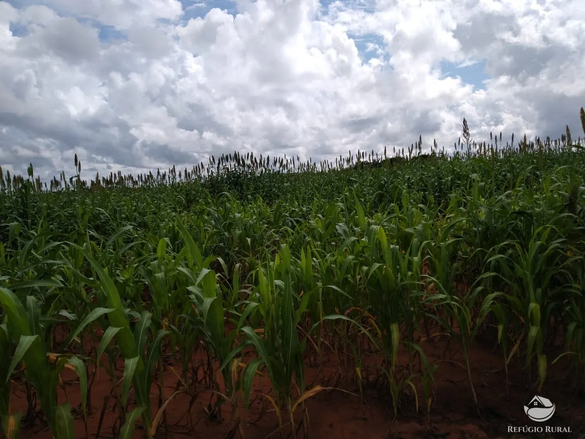 Fazenda à venda de 19.819 ha em Paraíso do Tocantins, TO, Brasil