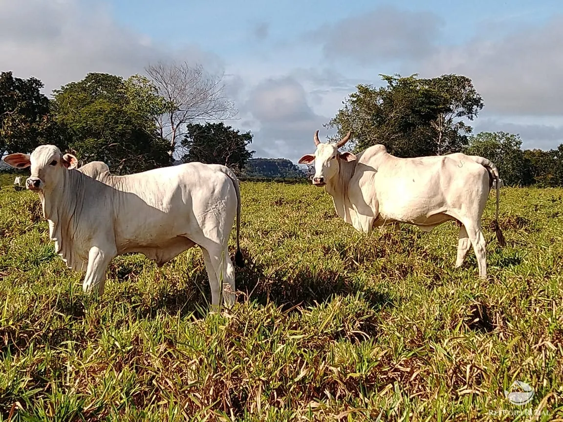 Fazenda à venda de 19.819 ha em Paraíso do Tocantins, TO, Brasil