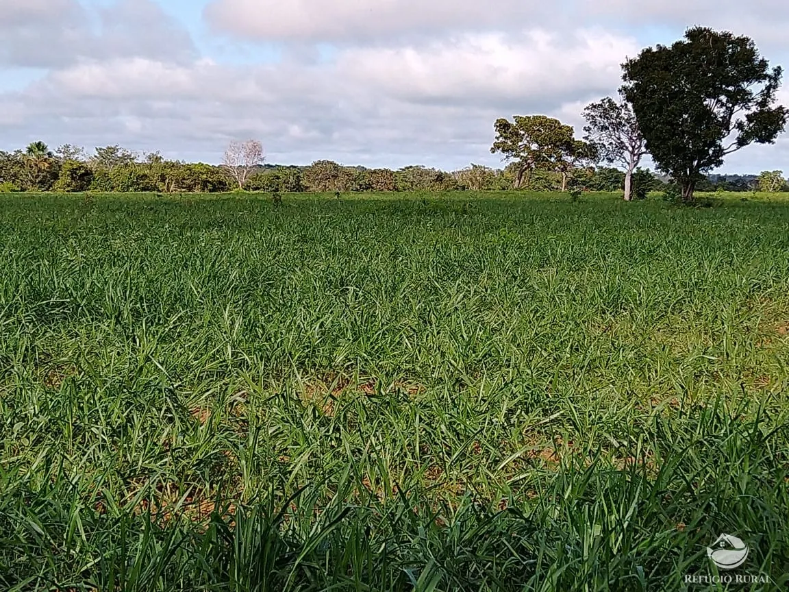Fazenda à venda de 19.819 ha em Paraíso do Tocantins, TO, Brasil