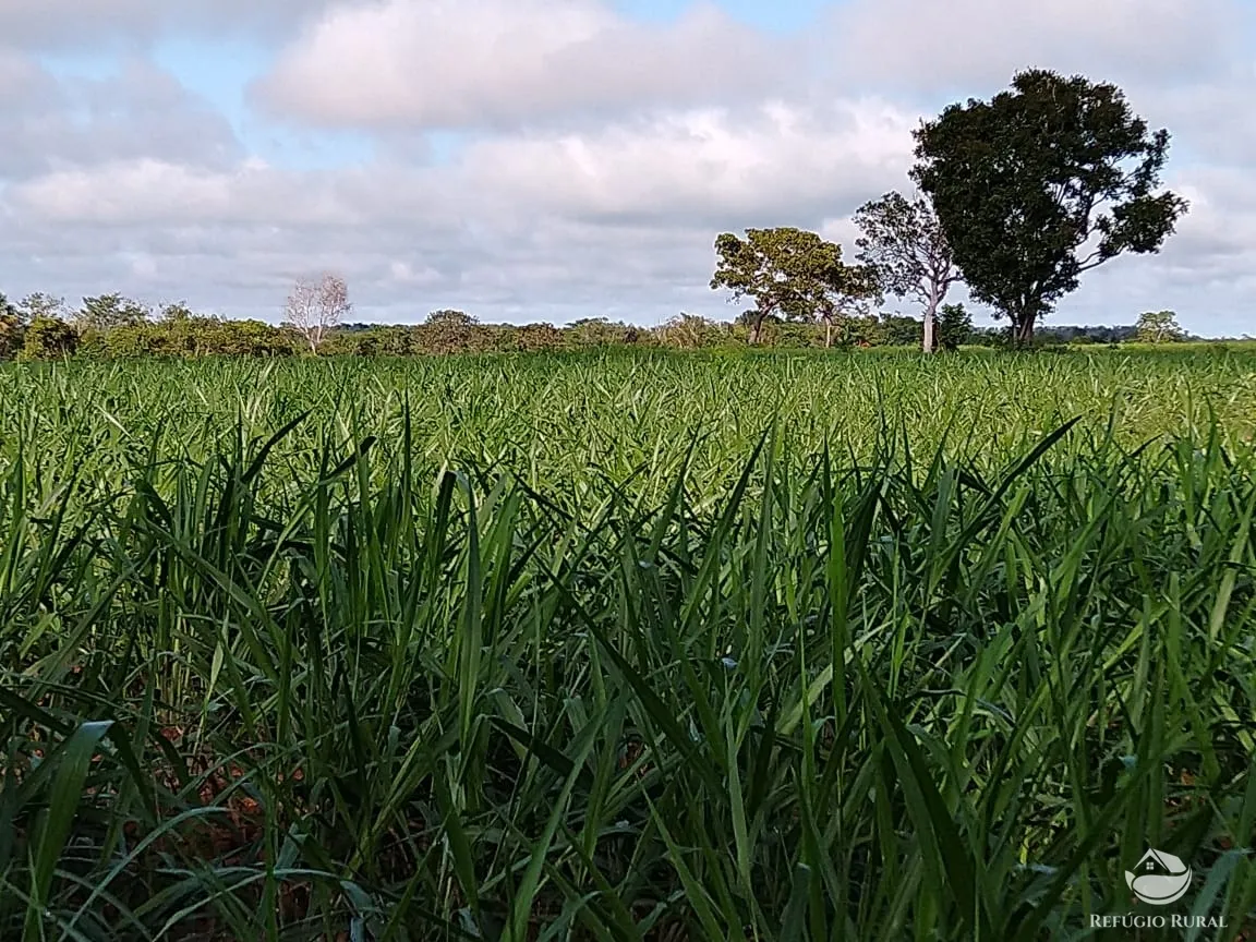 Fazenda à venda de 19.819 ha em Paraíso do Tocantins, TO, Brasil