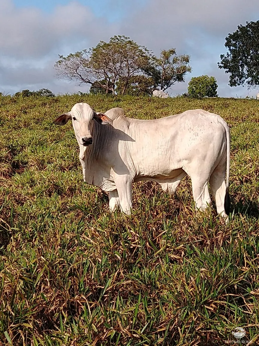 Fazenda à venda de 19.819 ha em Paraíso do Tocantins, TO, Brasil