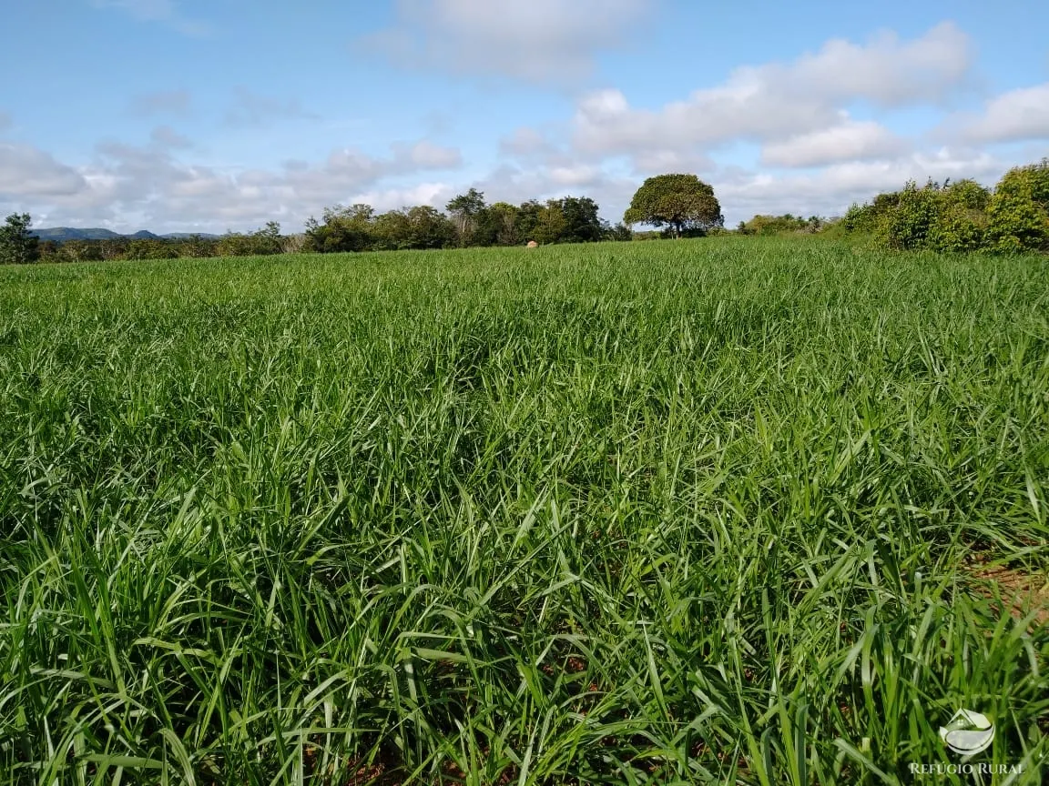 Fazenda à venda de 19.819 ha em Paraíso do Tocantins, TO, Brasil