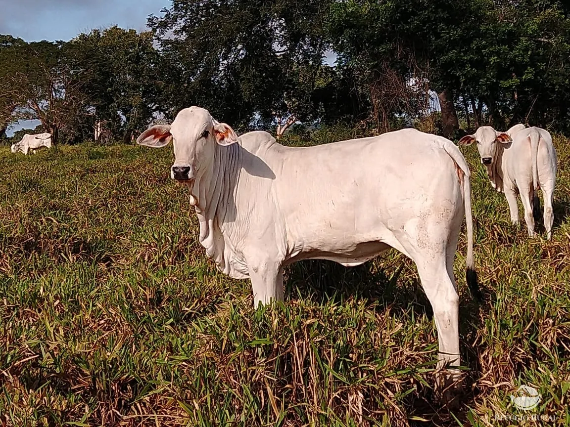 Fazenda à venda de 19.819 ha em Paraíso do Tocantins, TO, Brasil