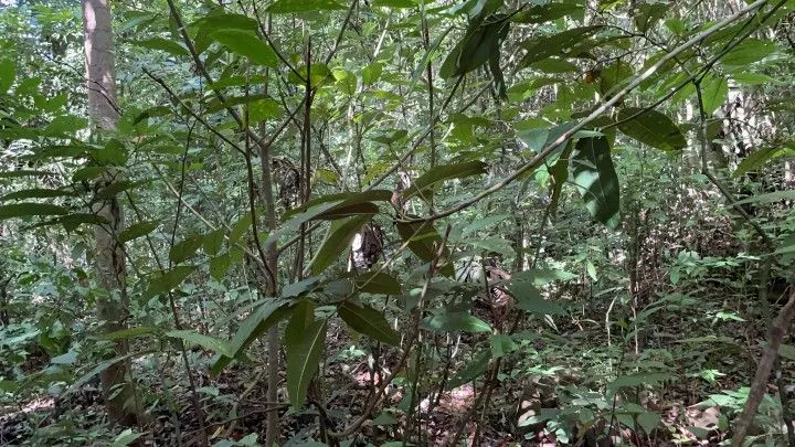 Country home for sale of 4 acres in Osório, RS, Brazil