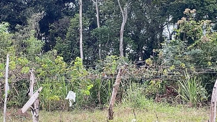 Sítio à venda de 10 ha em Rolante, RS, Brasil
