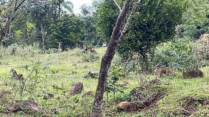 Sítio à venda de 10 ha em Rolante, RS, Brasil