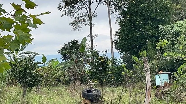 Sítio à venda de 10 ha em Rolante, RS, Brasil