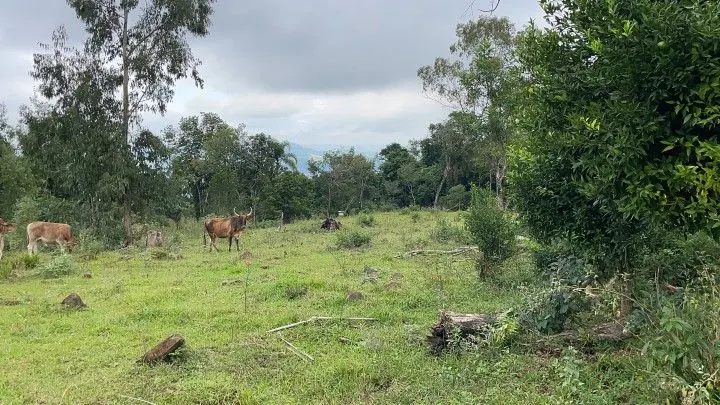 Sítio à venda de 10 ha em Rolante, RS, Brasil