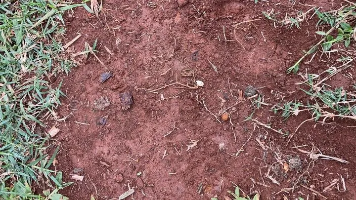 Sítio à venda de 10 ha em Rolante, RS, Brasil