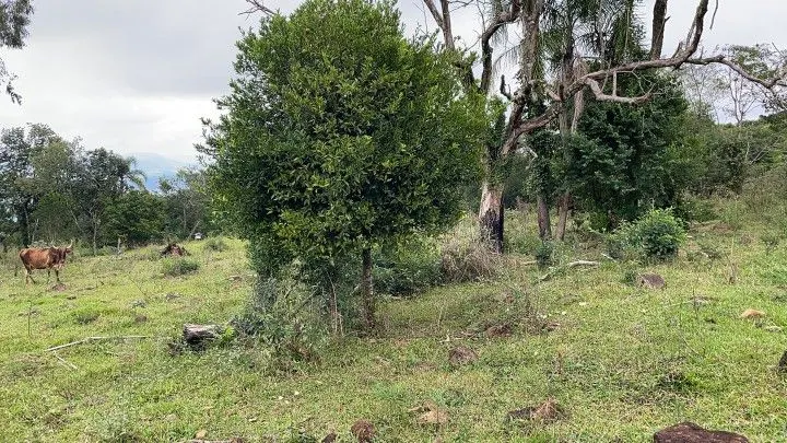 Sítio à venda de 10 ha em Rolante, RS, Brasil