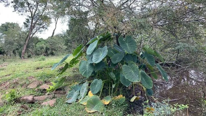 Sítio à venda de 10 ha em Rolante, RS, Brasil