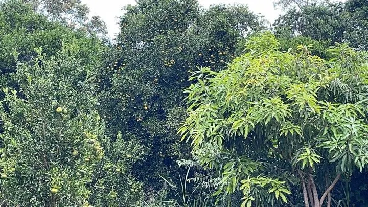 Sítio à venda de 10 ha em Rolante, RS, Brasil