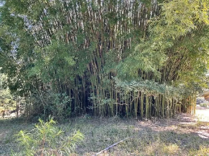 Small farm for sale of 10 acres in Santo Antônio da Patrulha, RS, Brazil