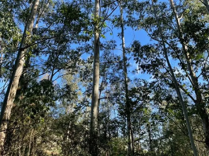 Small farm for sale of 10 acres in Santo Antônio da Patrulha, RS, Brazil