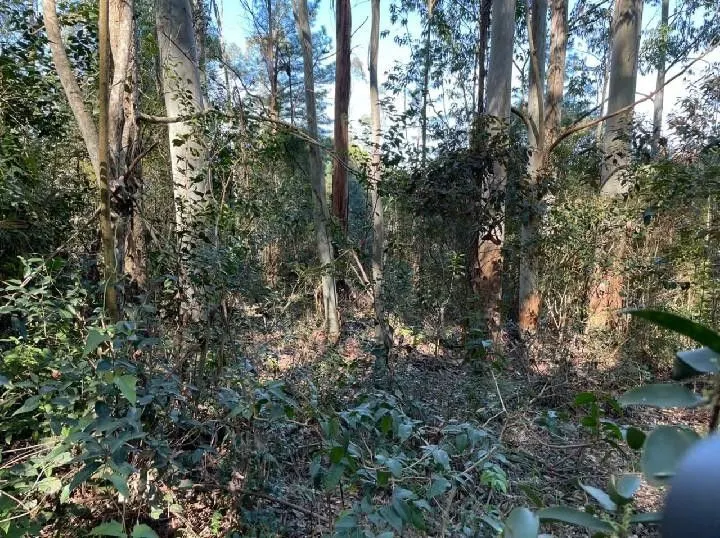 Small farm for sale of 10 acres in Santo Antônio da Patrulha, RS, Brazil