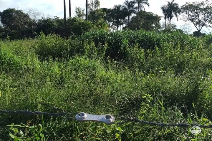 Small farm for sale of 7 acres in Fronteira, MG, Brazil