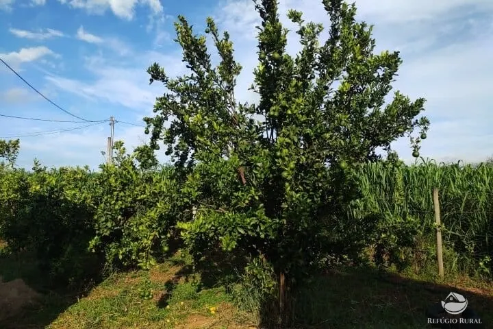 Small farm for sale of 7 acres in Fronteira, MG, Brazil
