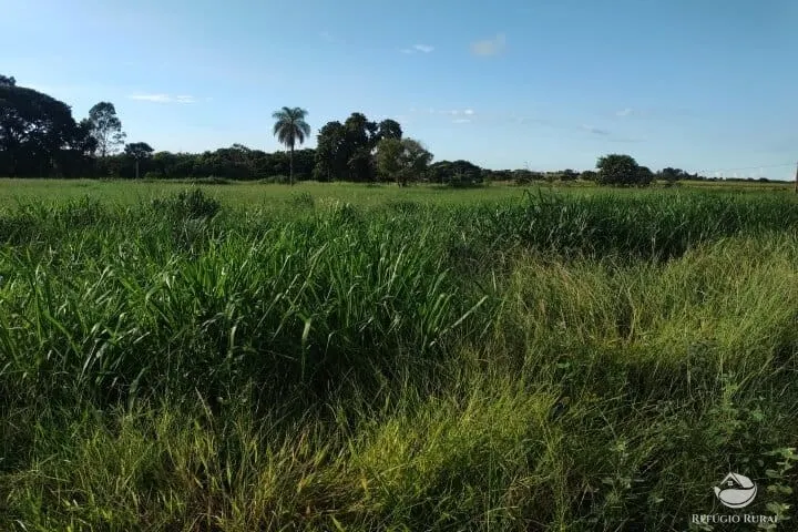 Small farm for sale of 7 acres in Fronteira, MG, Brazil