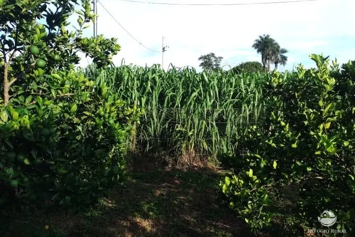 Small farm for sale of 7 acres in Fronteira, MG, Brazil