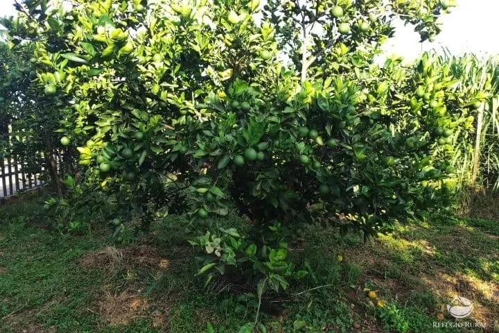 Small farm for sale of 7 acres in Fronteira, MG, Brazil