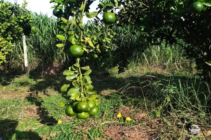 Small farm for sale of 7 acres in Fronteira, MG, Brazil