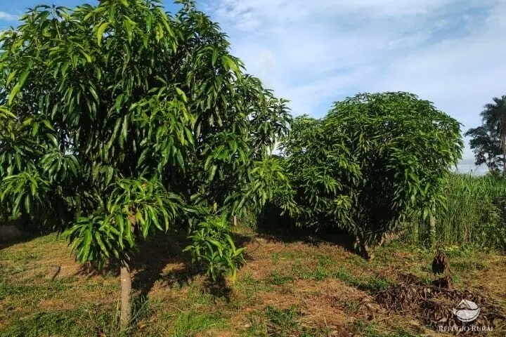 Small farm for sale of 7 acres in Fronteira, MG, Brazil