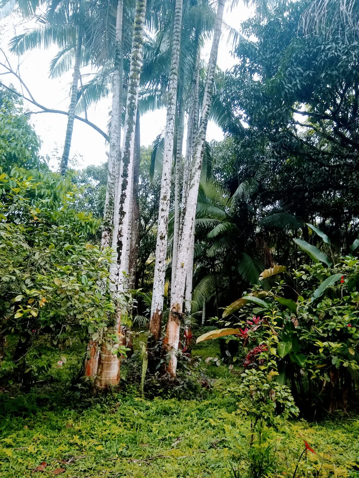 Small farm for sale of 11 acres in Cajati, SP, Brazil