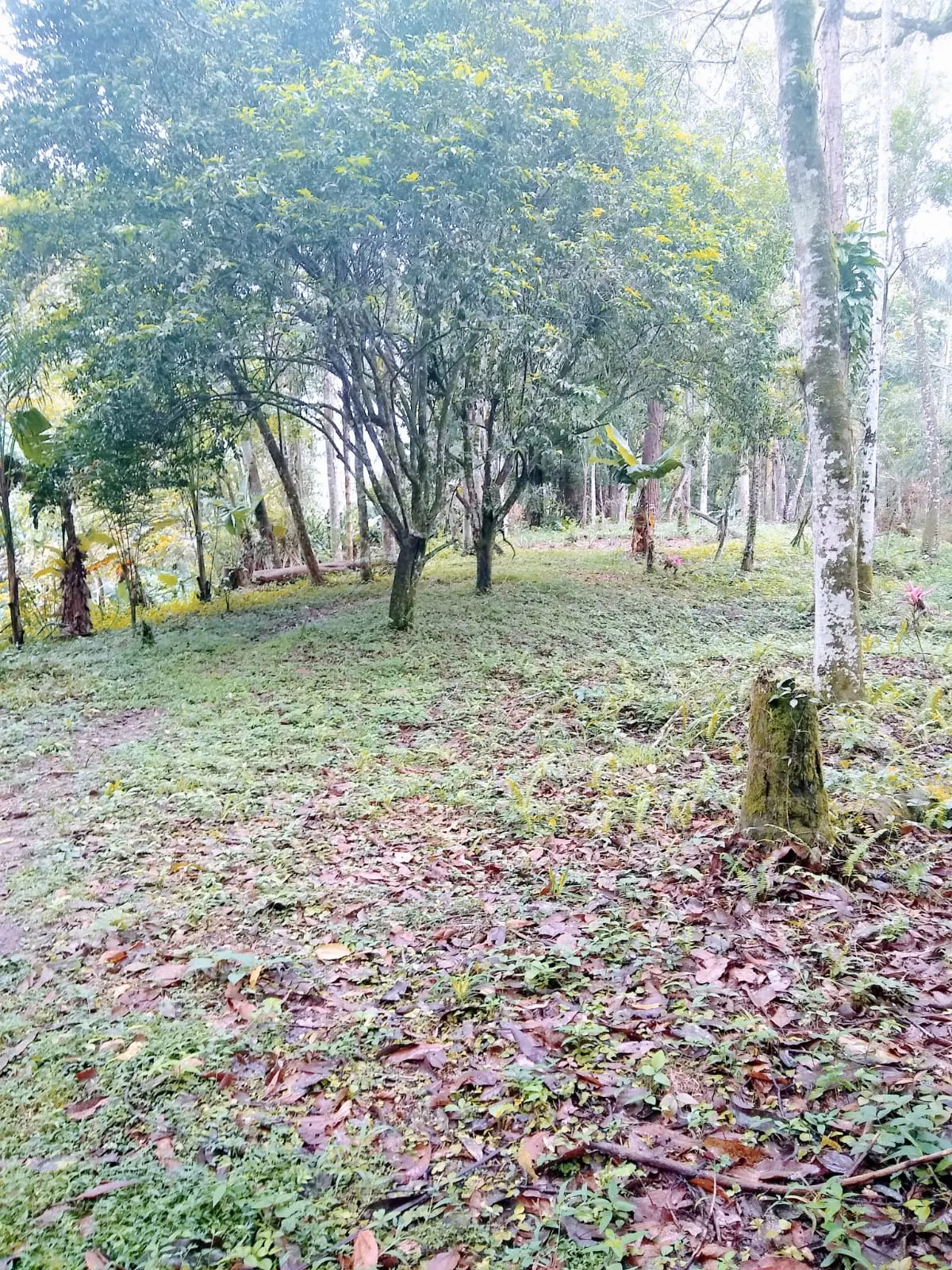 Small farm for sale of 11 acres in Cajati, SP, Brazil