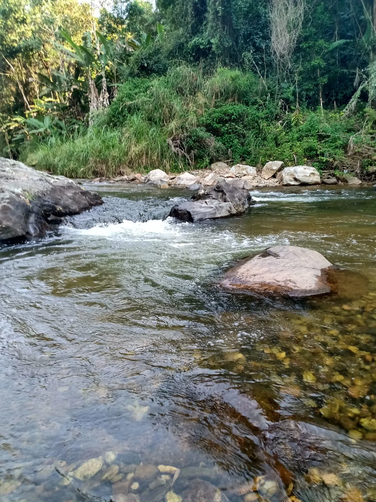 Small farm for sale of 11 acres in Cajati, SP, Brazil