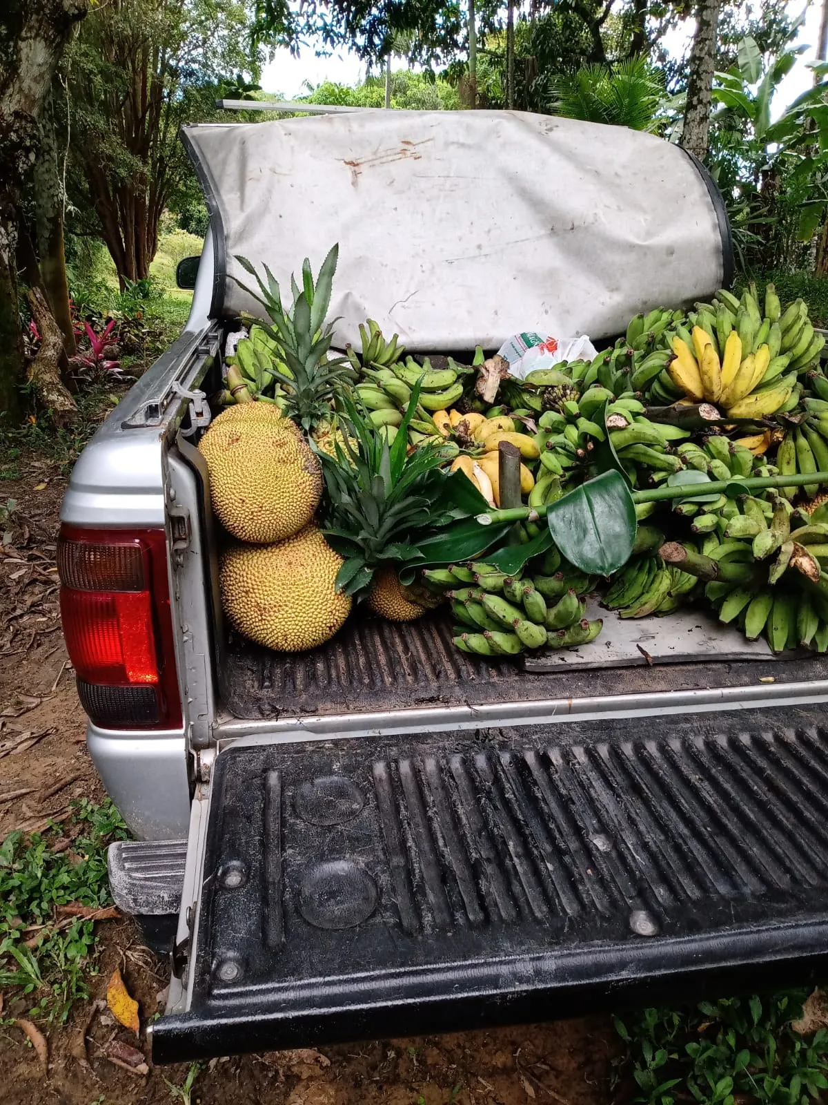 Small farm for sale of 11 acres in Cajati, SP, Brazil