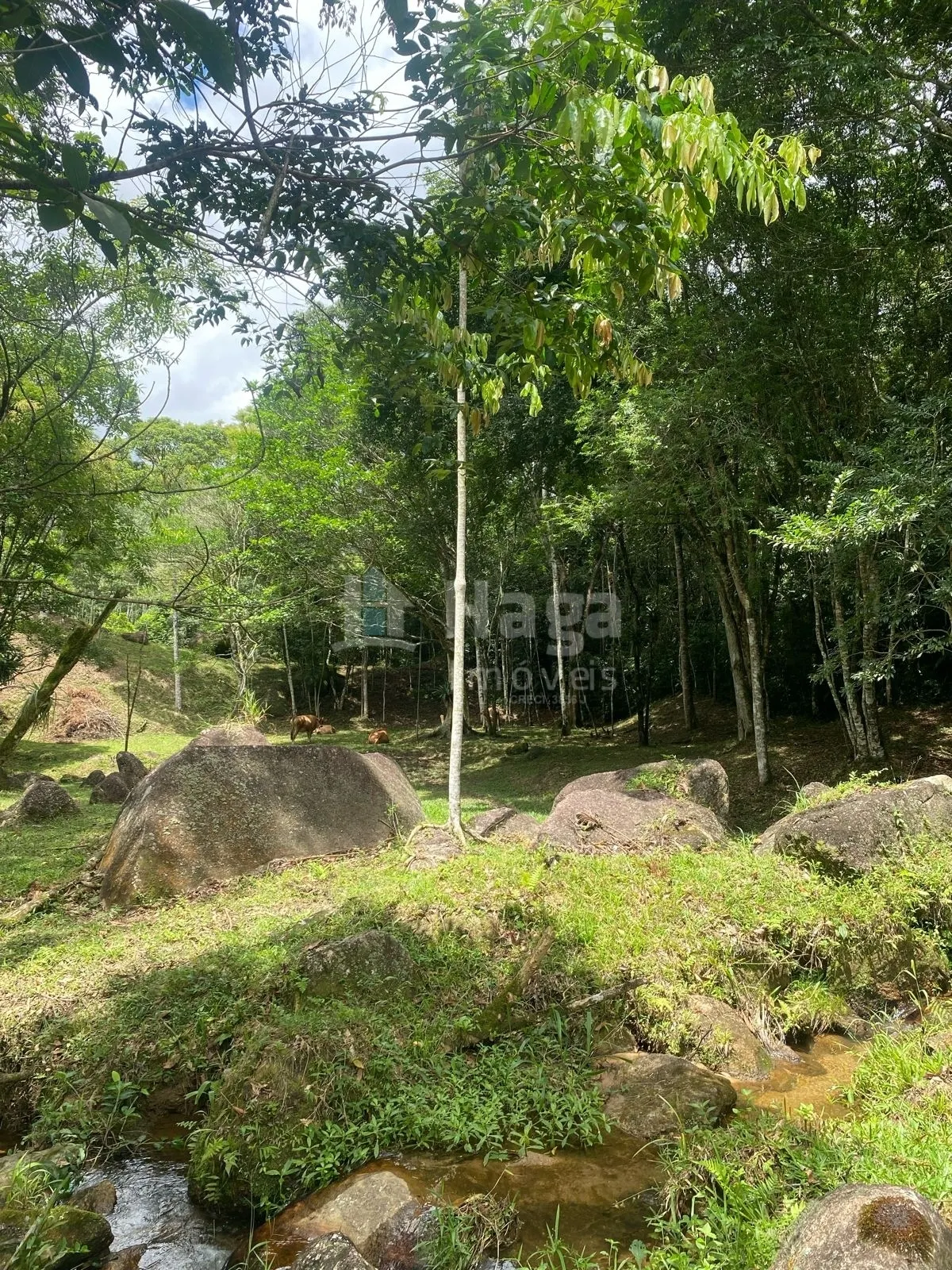 Chácara à venda de 19 ha em Canelinha, SC, Brasil