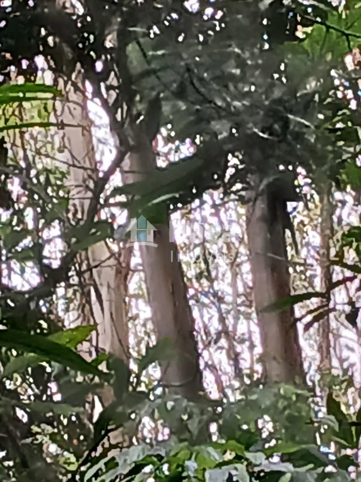Plot for sale of 51 acres in Turvo, SC, Brazil