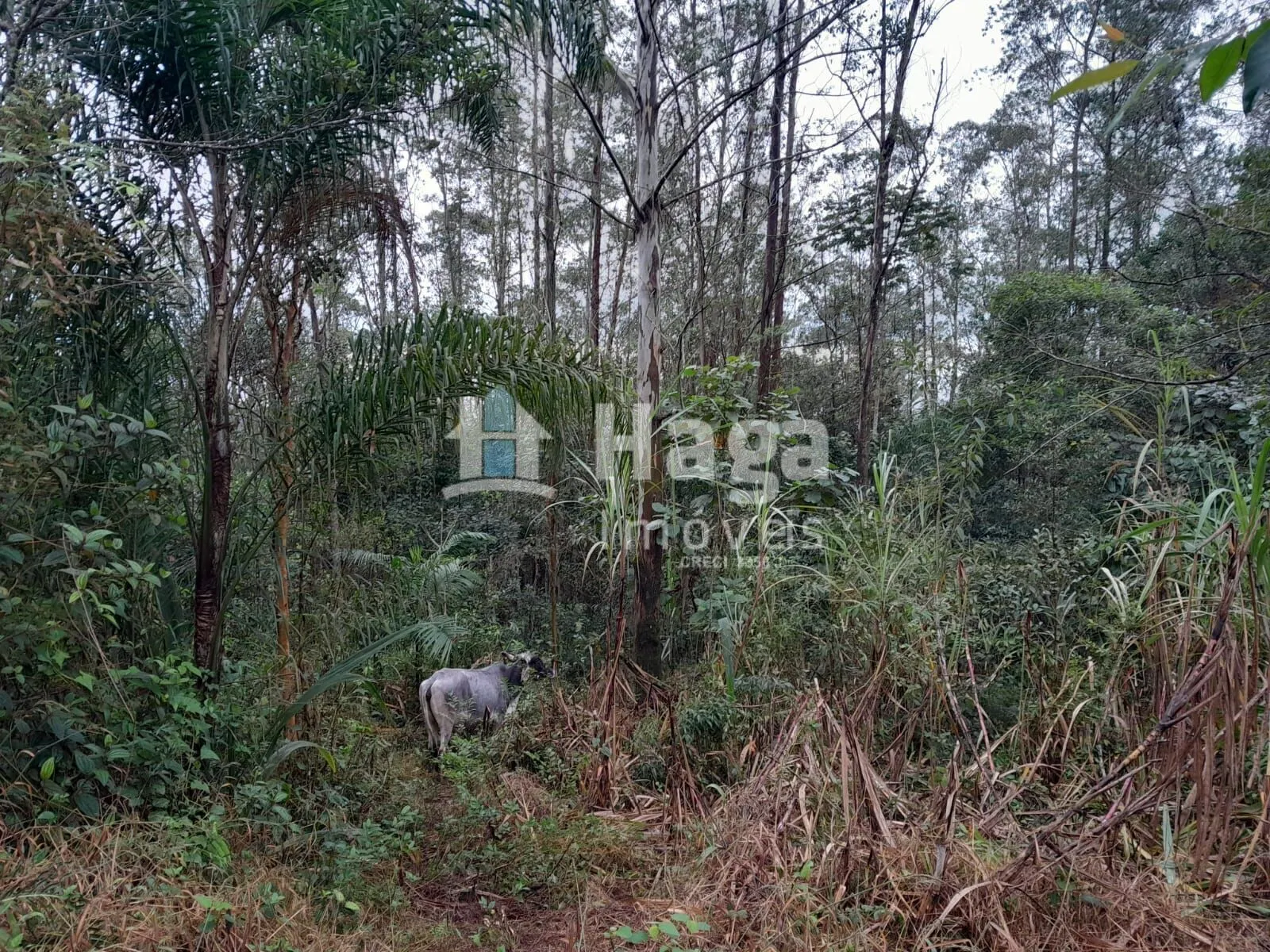 Plot for sale of 51 acres in Turvo, SC, Brazil