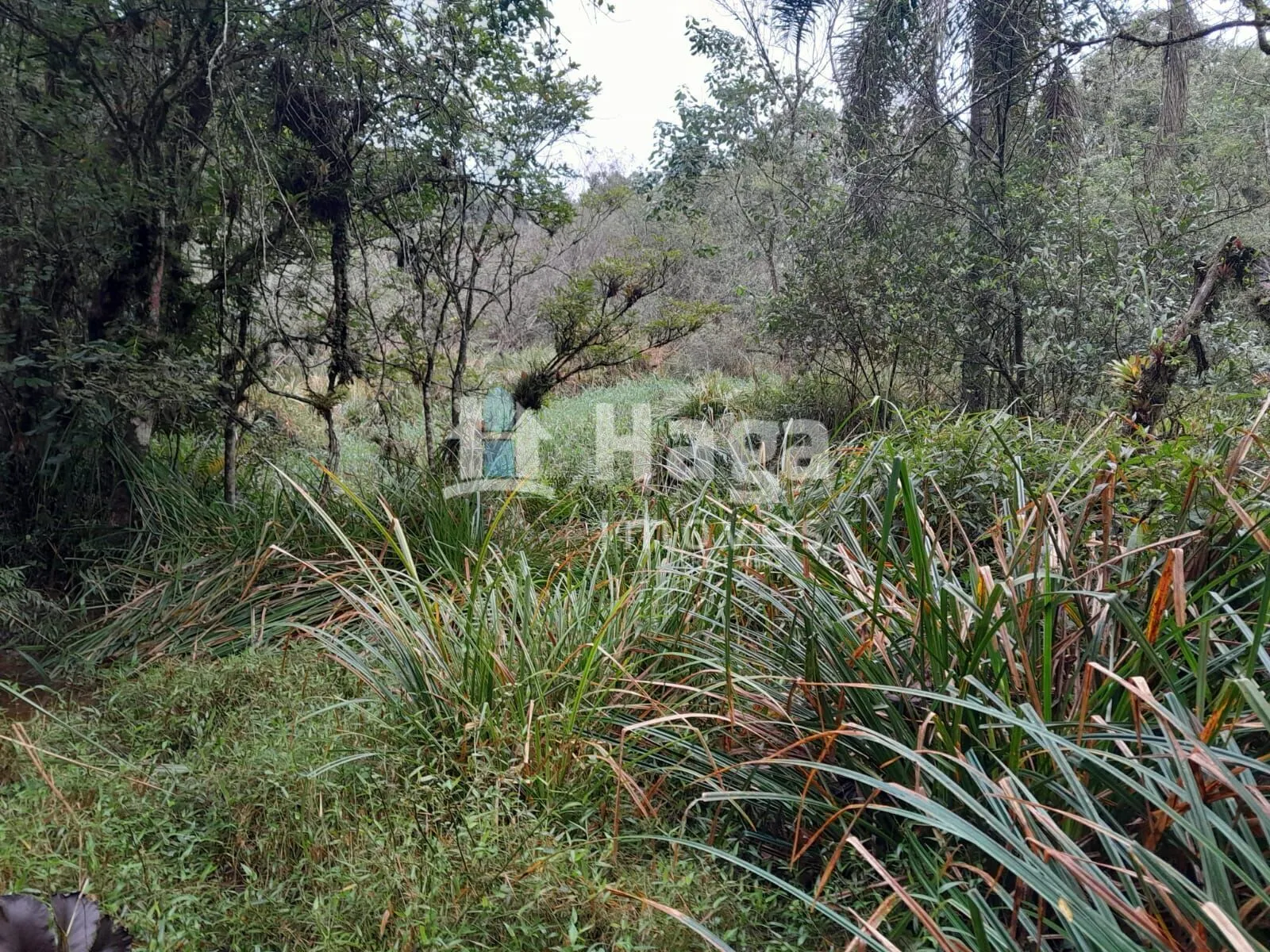 Plot for sale of 51 acres in Turvo, SC, Brazil