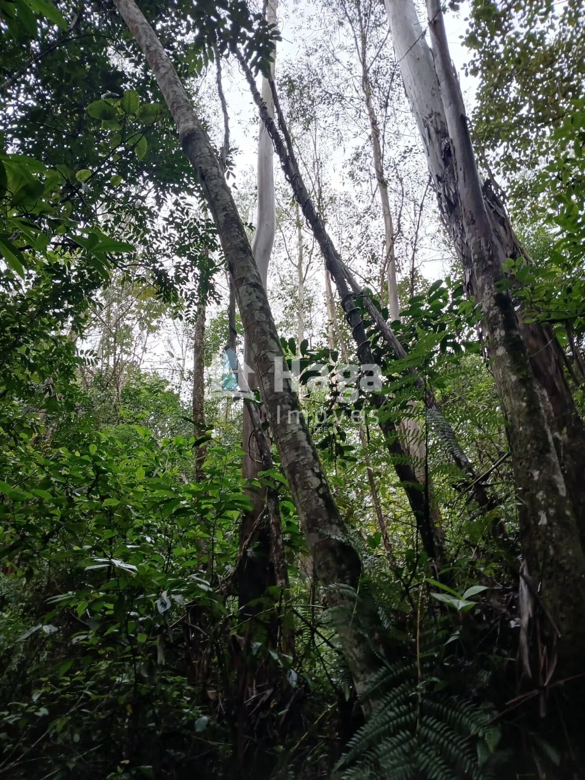 Plot for sale of 51 acres in Turvo, SC, Brazil