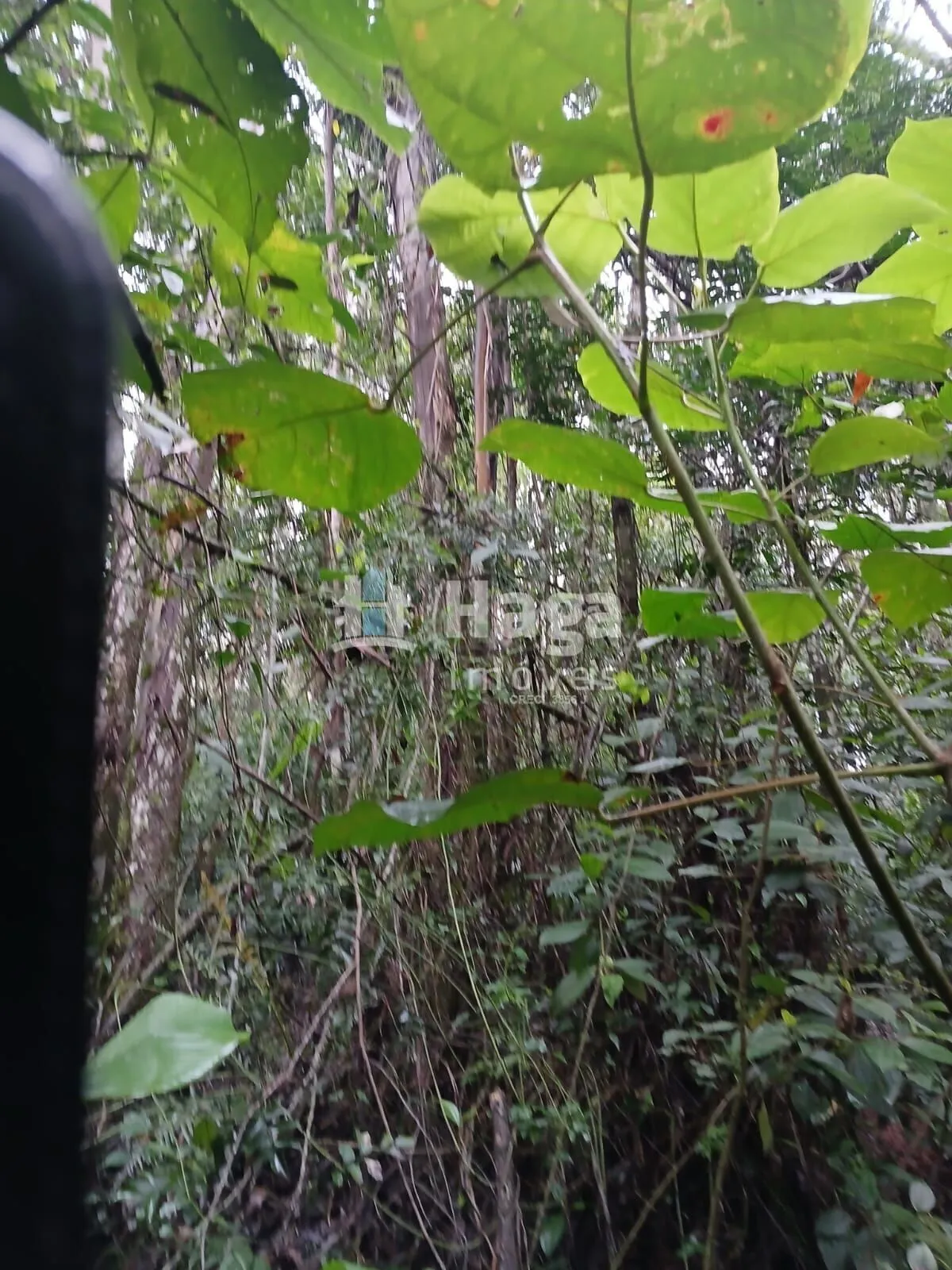 Plot for sale of 51 acres in Turvo, SC, Brazil